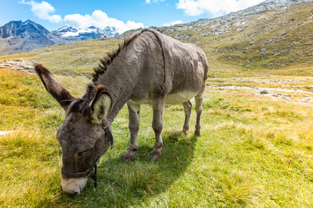 cute donkey eating grass in mountain landscapeの写真素材