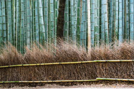 green Bamboo forest path in japanの写真素材