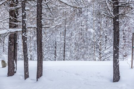 winter snowy landscape in italian alpsの写真素材
