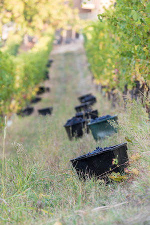 Red Grape harvest time in a beautiful winery in north italyの写真素材