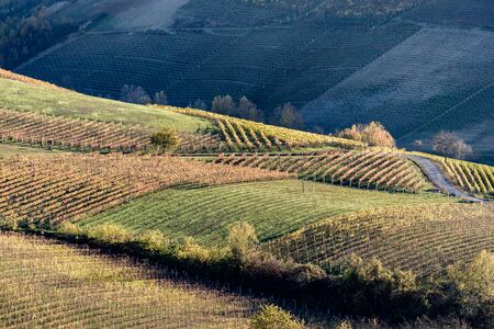 Autumn in northern italy region called langhe with colorful wineyardsの写真素材