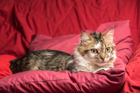 Portrait of a young european male tabby cat on red couch staringの写真素材