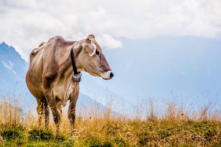 cows during transhumance in the mountains