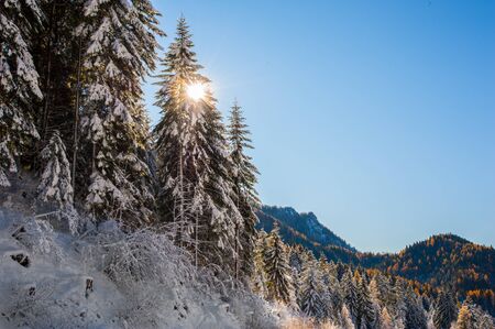 snowy trees in backlit, blue sky backgroundの写真素材