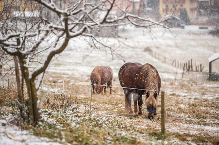 typical rustic and winter landscape of the Alps, first snowfall and horses under the snowの写真素材