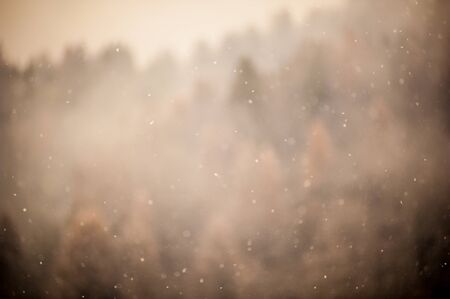 snowflakes background with blurred forestの写真素材