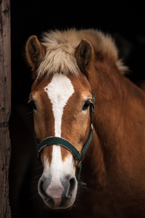 horse portrait, the head of the horse comes off the dark background, you can see details of the wooden boxの写真素材