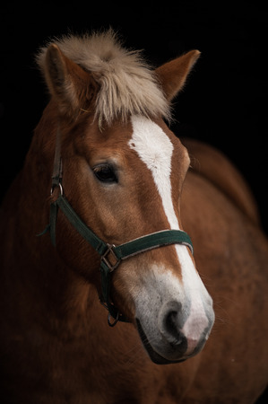 horse portrait, the head of the horse comes off the dark backgroundの写真素材
