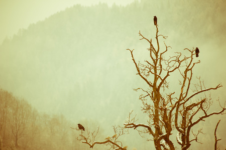 melancholic tree with crows and doves under a snowfallの写真素材