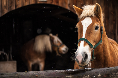 portrait of horses during a snowfall, a horse in the foreground while the companion in the background repairs in the boxの写真素材