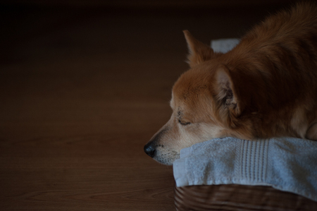 a dog sleeps on his pillow,
warm colors, soft atmosphere, space for writing in front of the dog's faceの写真素材