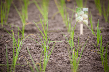 seedlings of white onionの写真素材