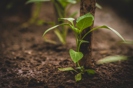 young seedlings of peppersの写真素材