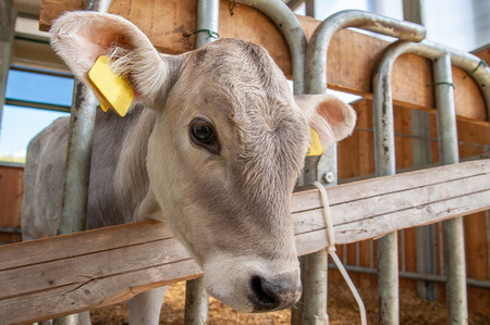 little calf in capture looking in cameraの写真素材