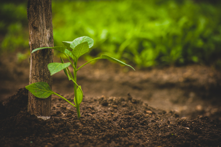 young seedlings of peppersの写真素材