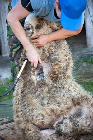 shearing wool from a ramの写真素材