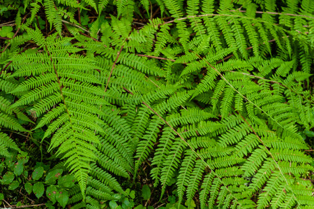 fern textureの写真素材