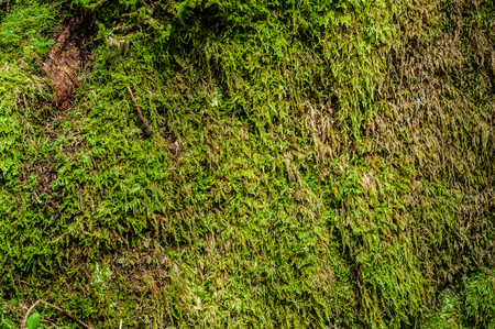 moss in the alpine forest texturesの写真素材