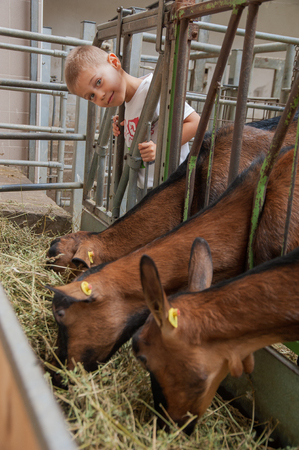a child playng in a manger with goatsの写真素材