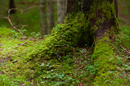 moss in the alpine forest climbing on a fir treeの写真素材