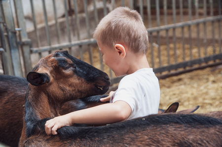 a child plays, cuddles and has fun with goatsの写真素材