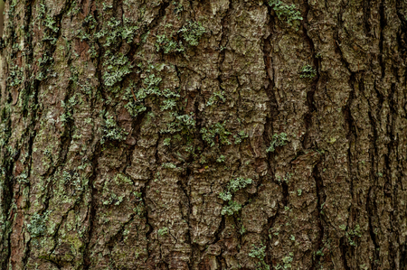 alpine firs textureの写真素材