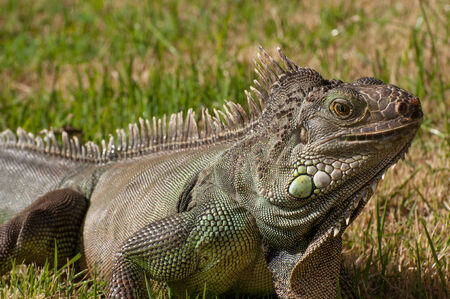 male iguana in gardenの写真素材