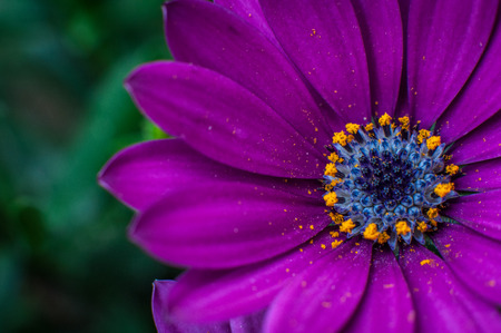 purple flower in the garden