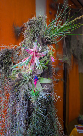 nice orchids composition in a orchids exibitionの写真素材