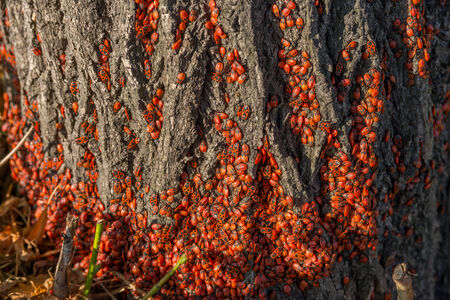 hundreds of red insects on a tree