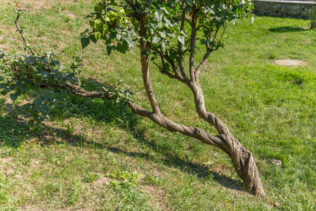contorted tree growed in a ukrainian parkの写真素材