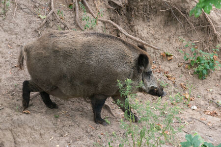 Big and fat boar in the forest