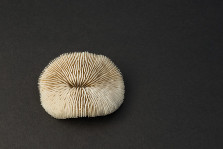 Little white coral from italian beach isolatedの写真素材