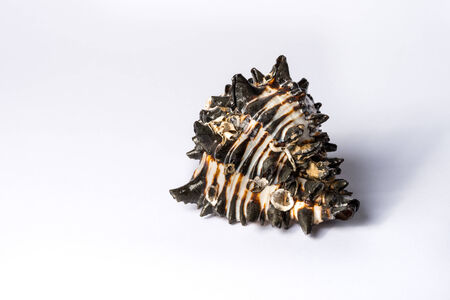A big black and white isolated shell whit yellow and brown stripsの写真素材
