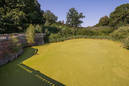 Very green swamp in abandoned gardenの写真素材