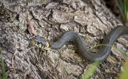 A snake along a river huntingの写真素材