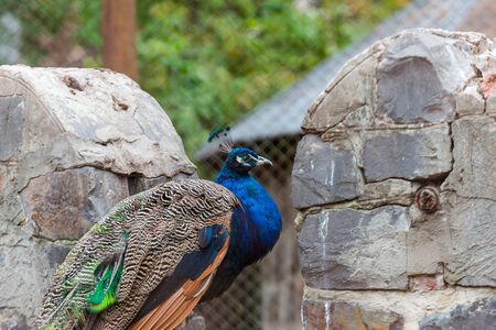 Nice peacock standing on the rocks in a zooの写真素材