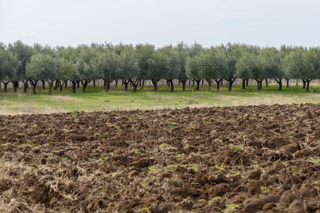 Field of olive trees for extravirgin oil in italy near romeの写真素材