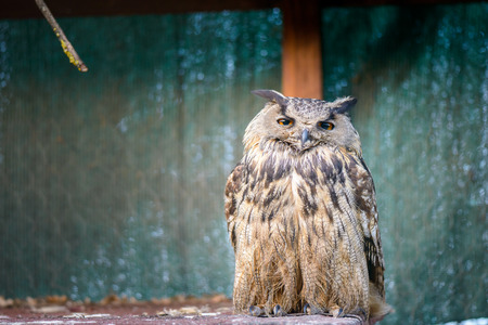portrait of a beautiful owl dozing vigilant in a cageの写真素材