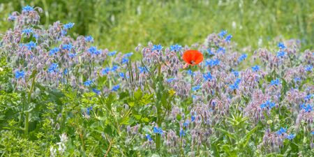 a poppy in the middle of a field of blue flowersの写真素材