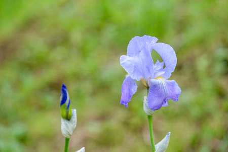 Beautiful blue and violet Iris Wild flowers close upの写真素材