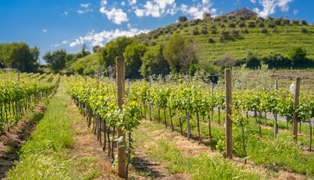 Italian Vineyard in spring in countryside of Romeの写真素材