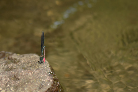 A black and red Dragonfly resting on a rock in the riverの写真素材