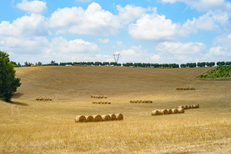 gold fiel of wheat in italian countryside near Romeの写真素材