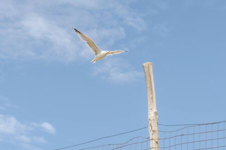 a white seagull flying in a blue skyの写真素材