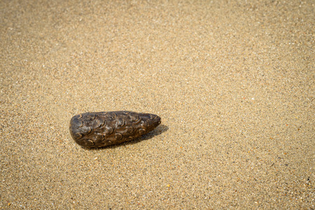 a pine cone on the sand