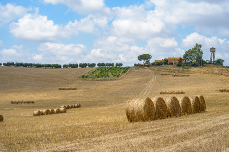 gold fiel of wheat in italian countryside near Romeの写真素材