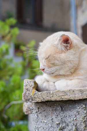 nice big cat sleeping and resting on a wall in an italian villageの写真素材