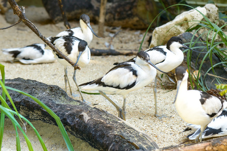 Nice white bird with a long black beackの写真素材