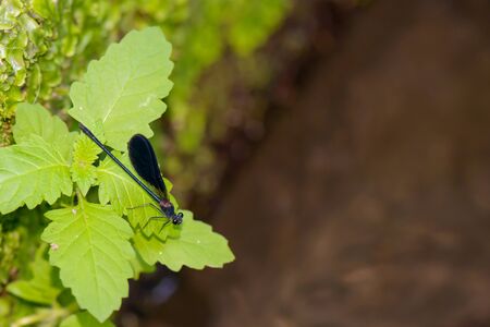 A black and red dragonfly resting on some leaf in the forestの写真素材